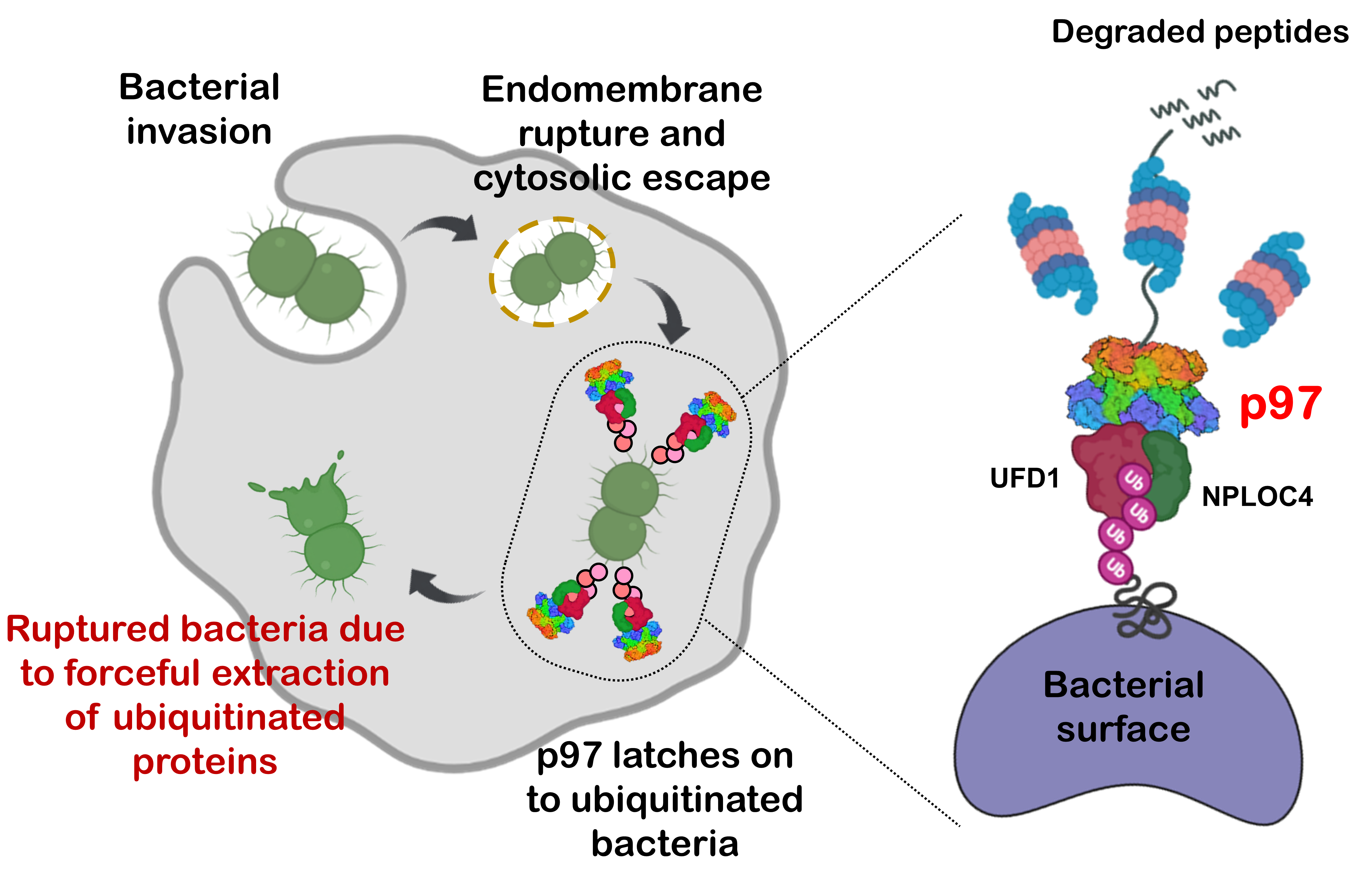 Ripping Pathogens to Shreds: How a Cellular Nanomachine Punches a
